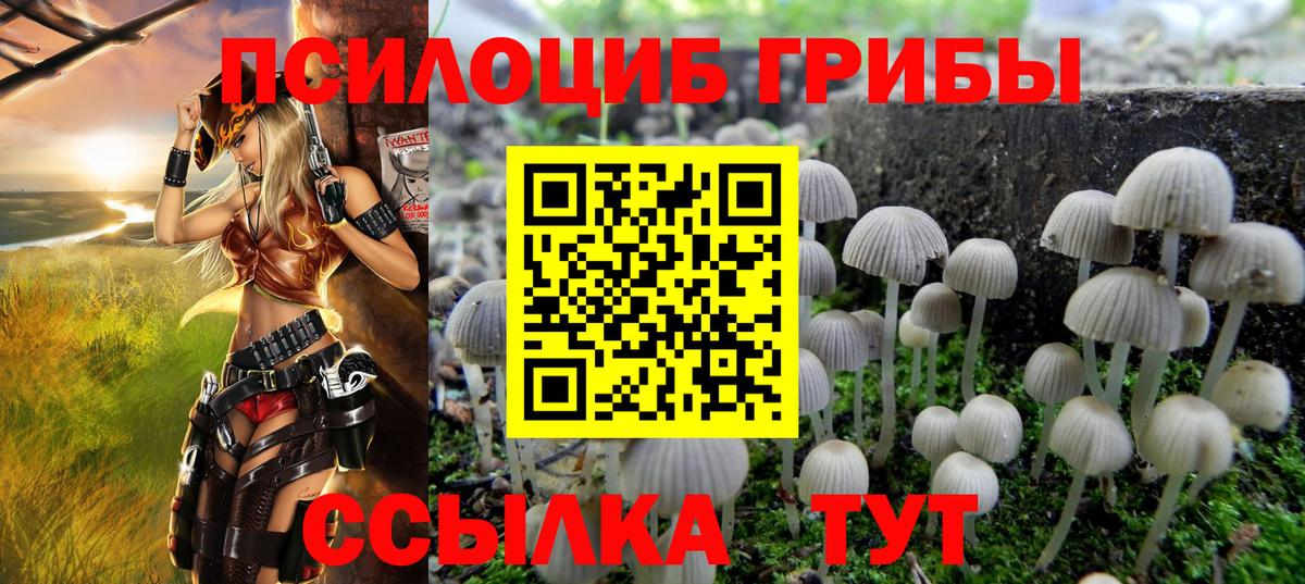 Тосно  Псилоцибиновые грибы Psilocybe  Вход с VPN 